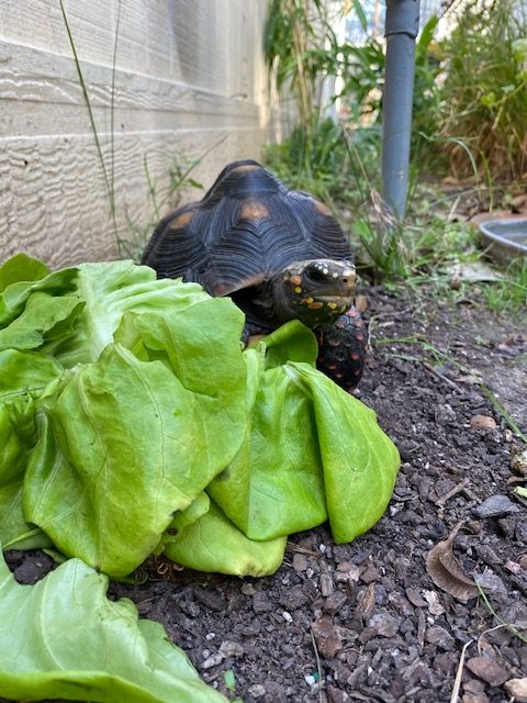 redfoot tortoise spies a lettuce