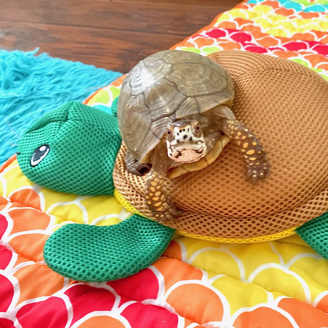 box turtle sits on toy turtle