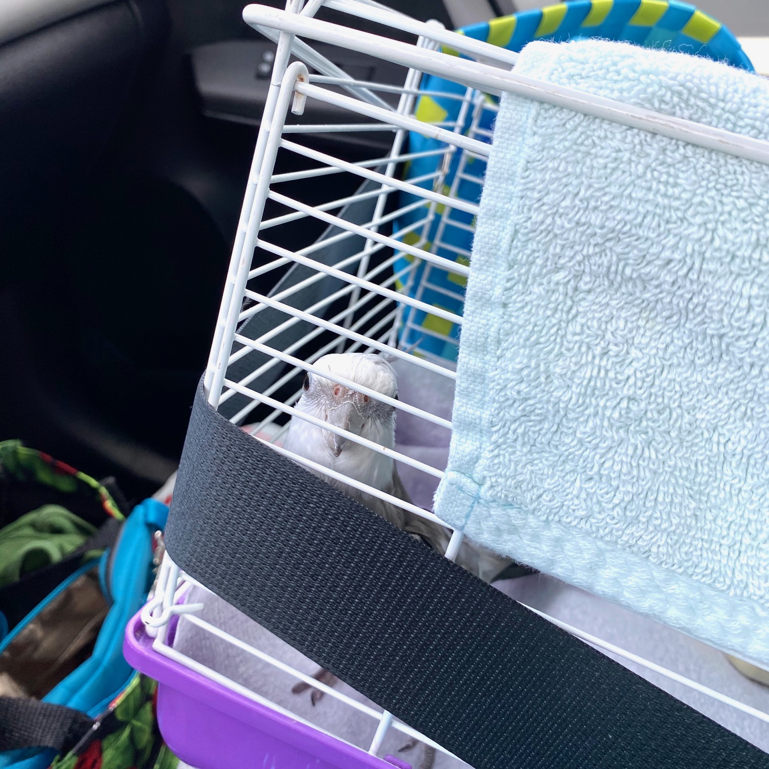 cockatiel in travel cage with seatbelt