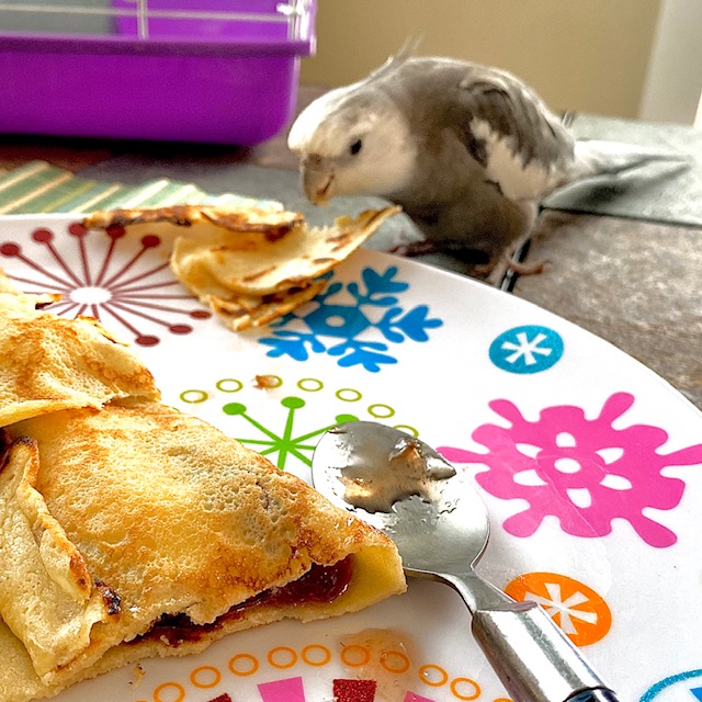 cockatiel eats from people's plate