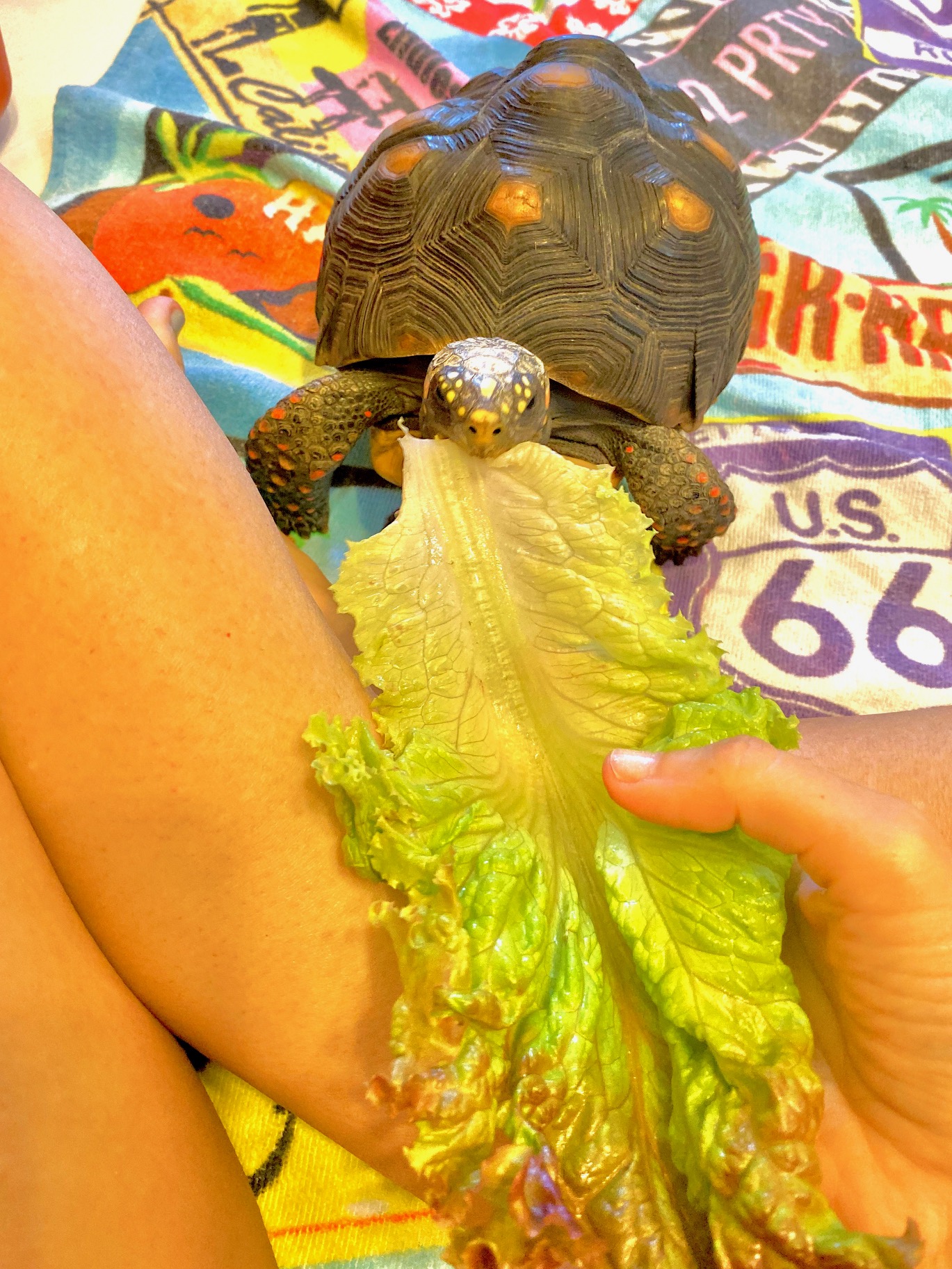 Redfoot tortoise eats romaine lettuce
