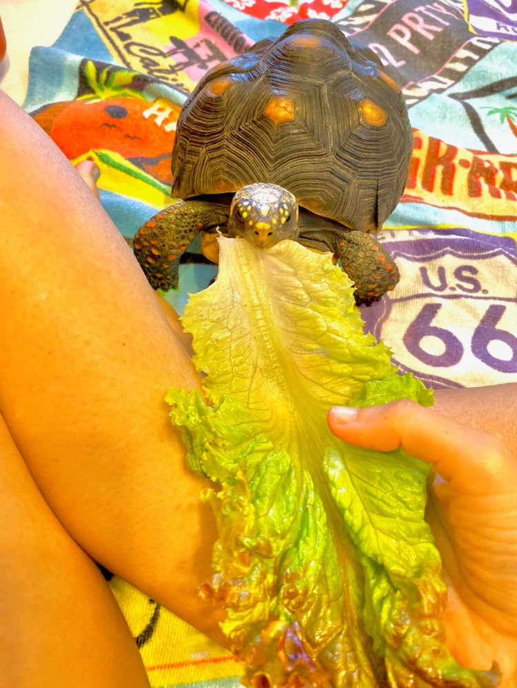 Redfoot tortoise eats romaine lettuce
