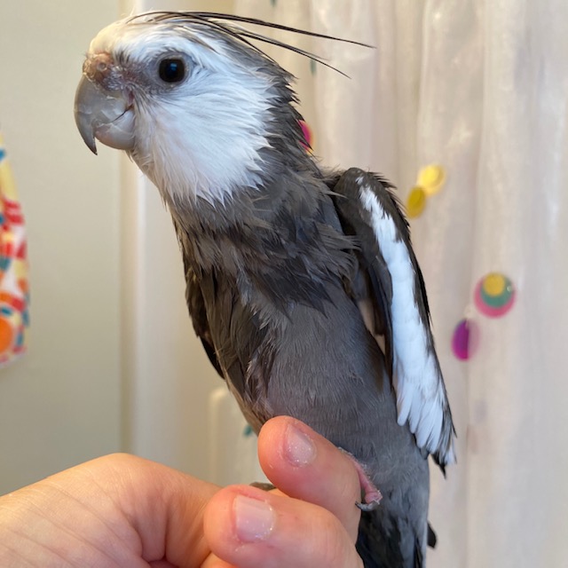 wet cockatiel