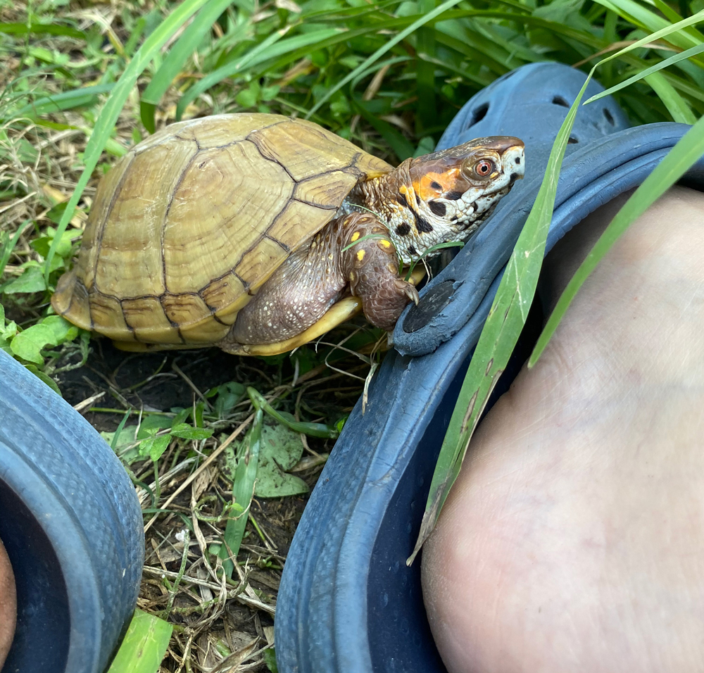 Box turtle with croc