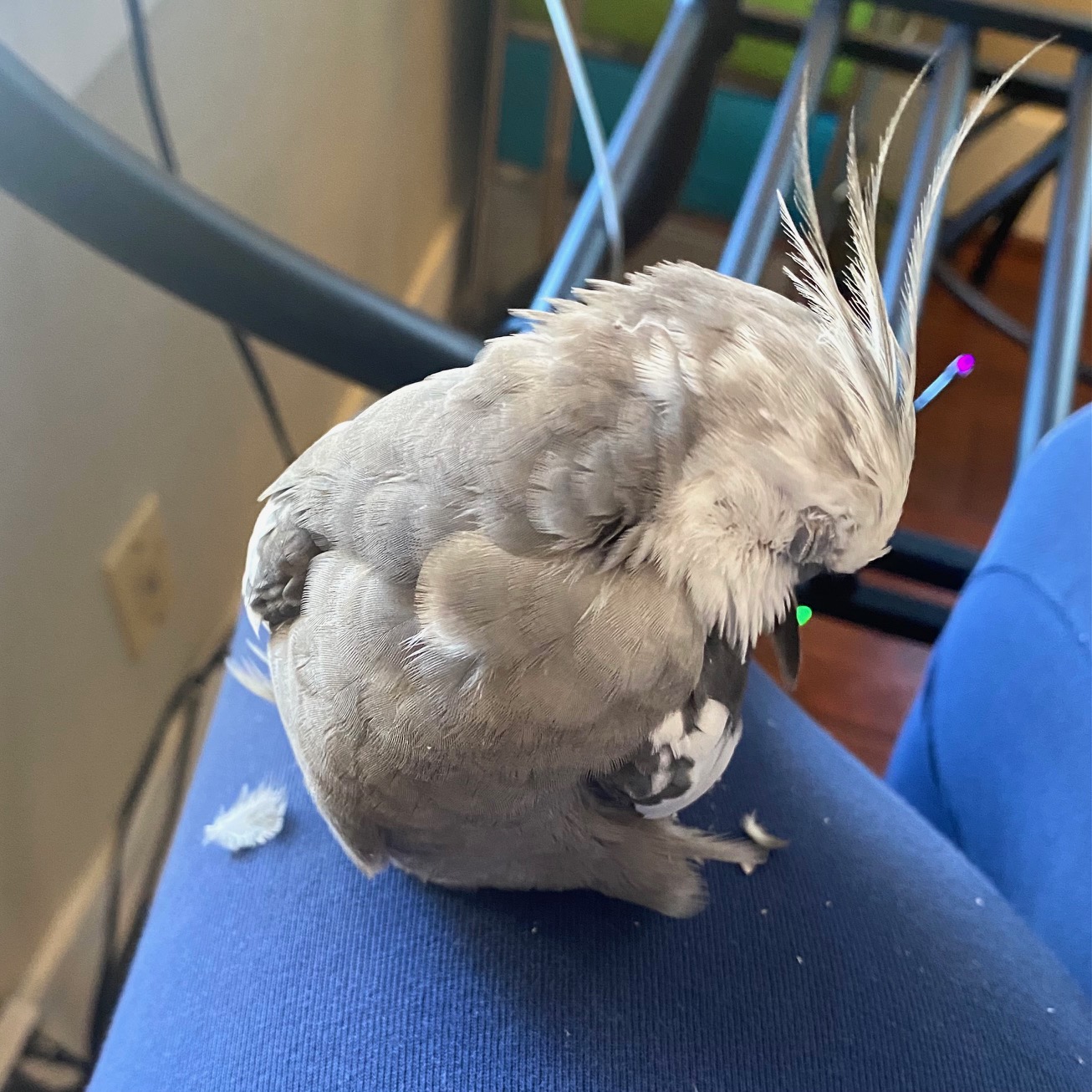 cute cockatiel preening