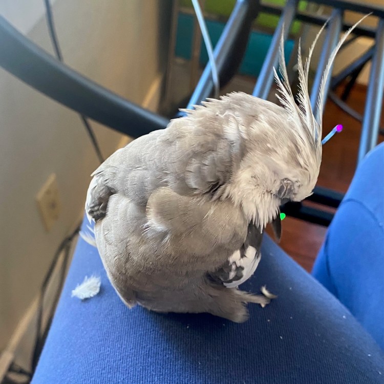 cute cockatiel preening