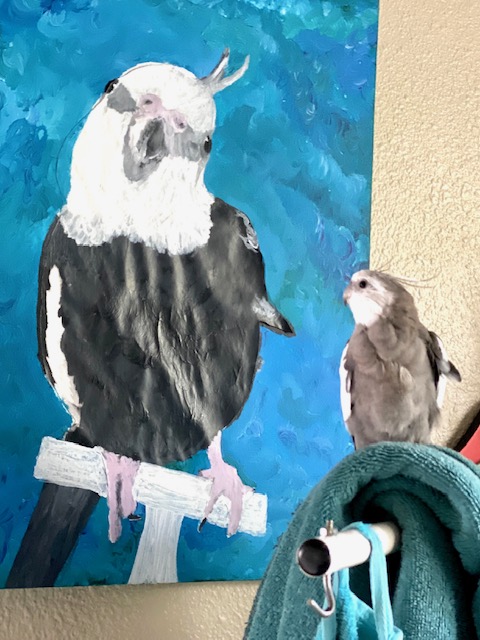 cockatiel looks at cockatiel