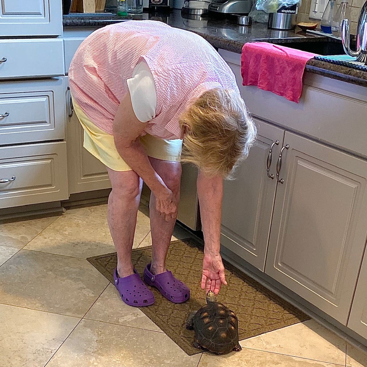 grandma pats tortoise