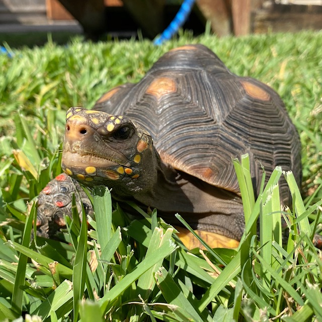 Redfoot tortoise in the grass