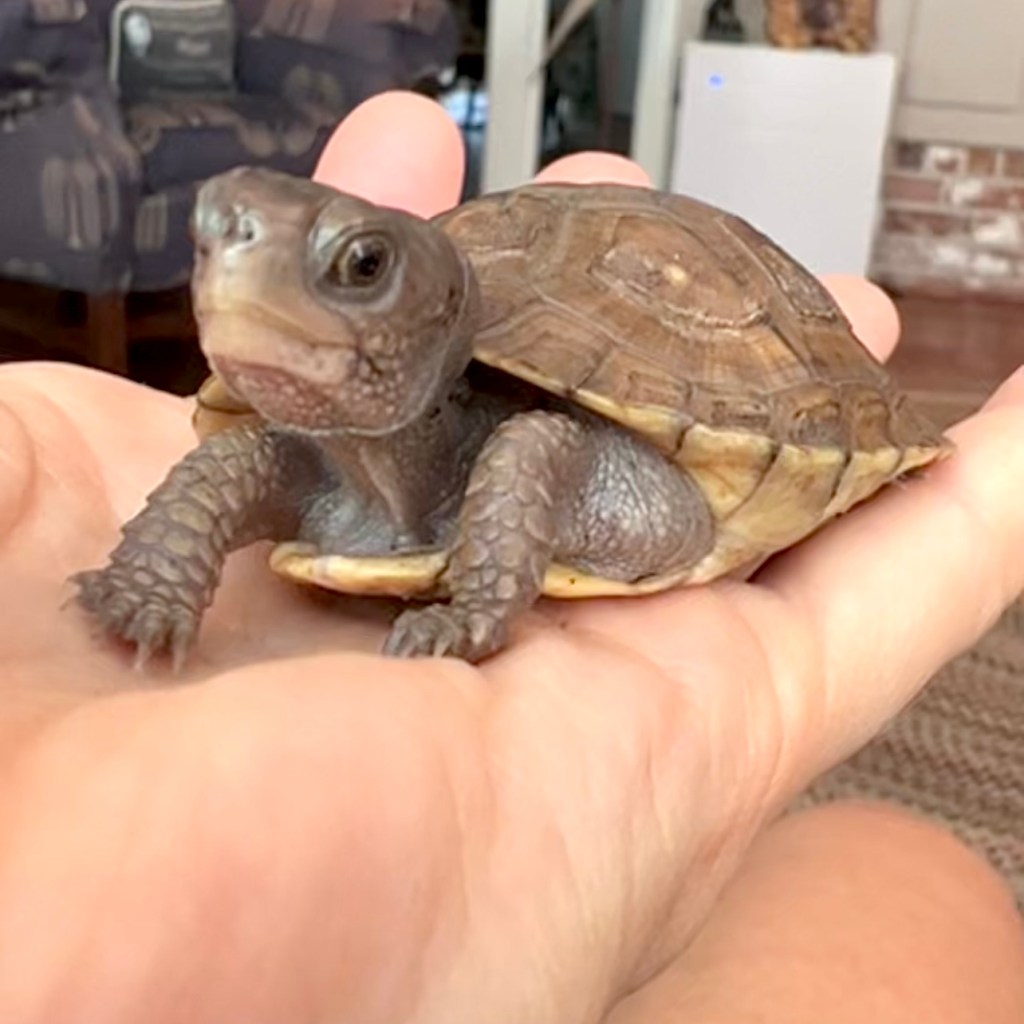 Io as a yearling 3-toed box turtle.