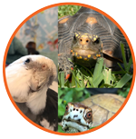 Pearl, Malti, Bruce logo