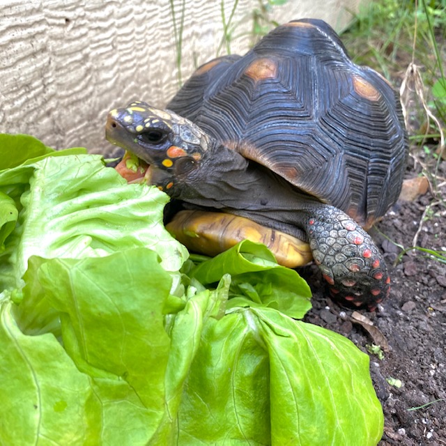 Tortoise eats lettuce in the garden