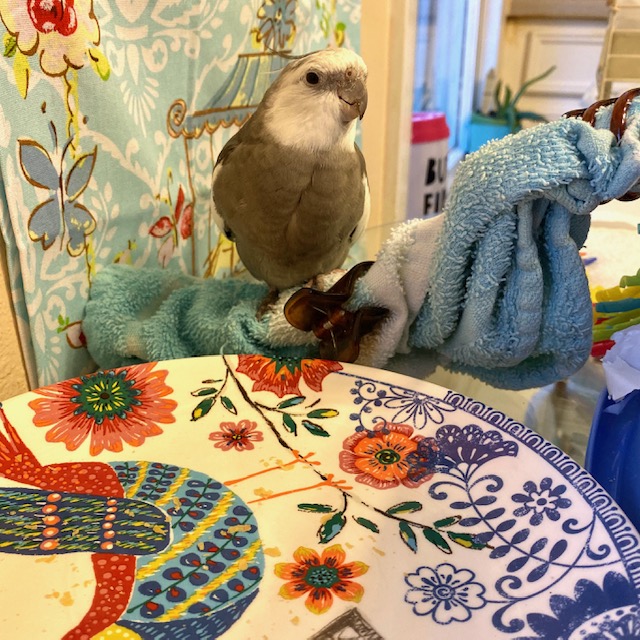 Cockatiel with empty plate