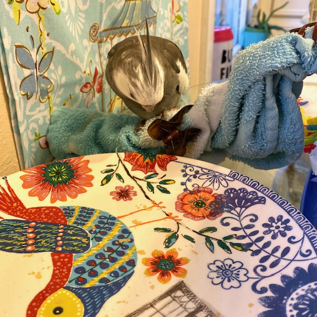 Cockatiel with empty plate