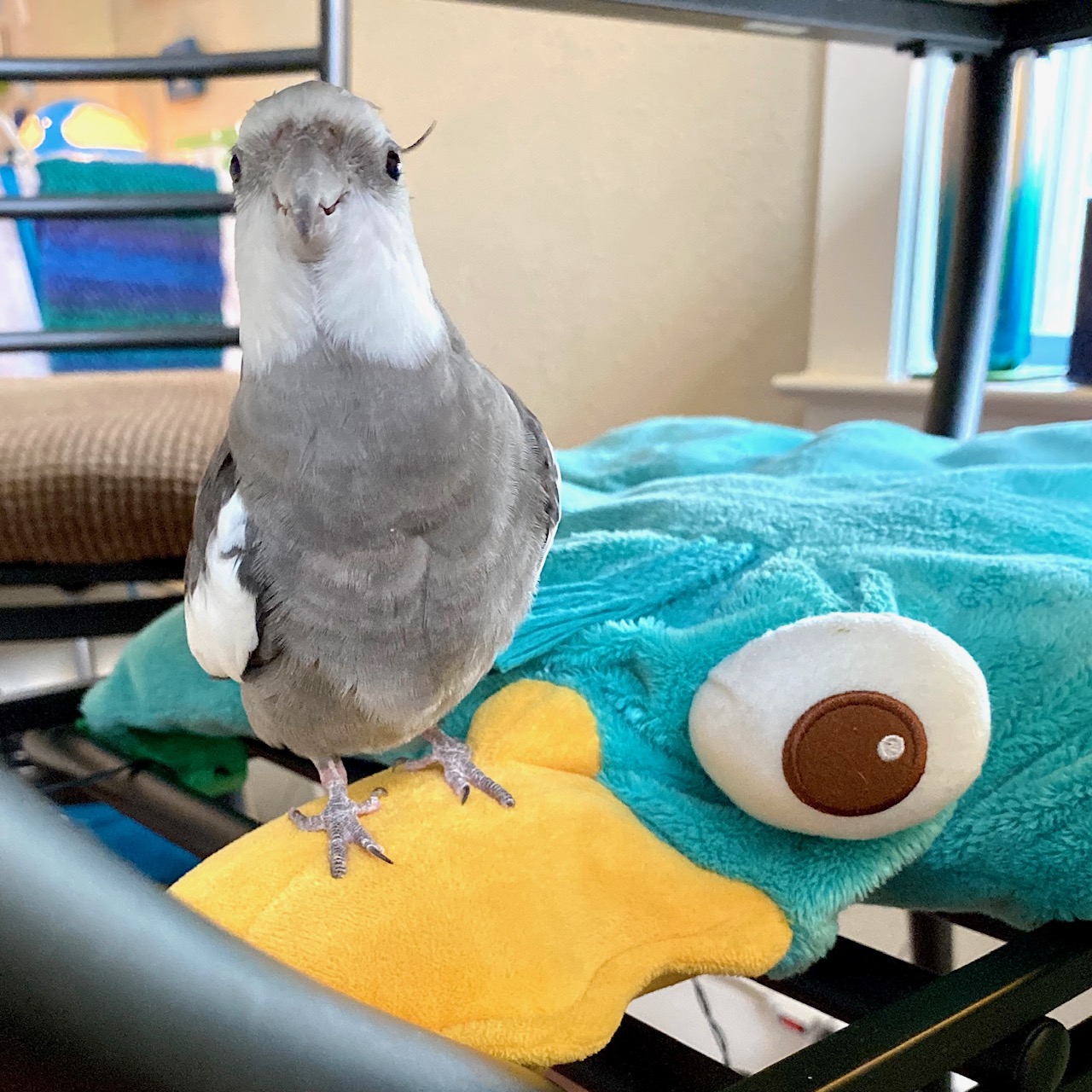 cockatiel sits on platypus