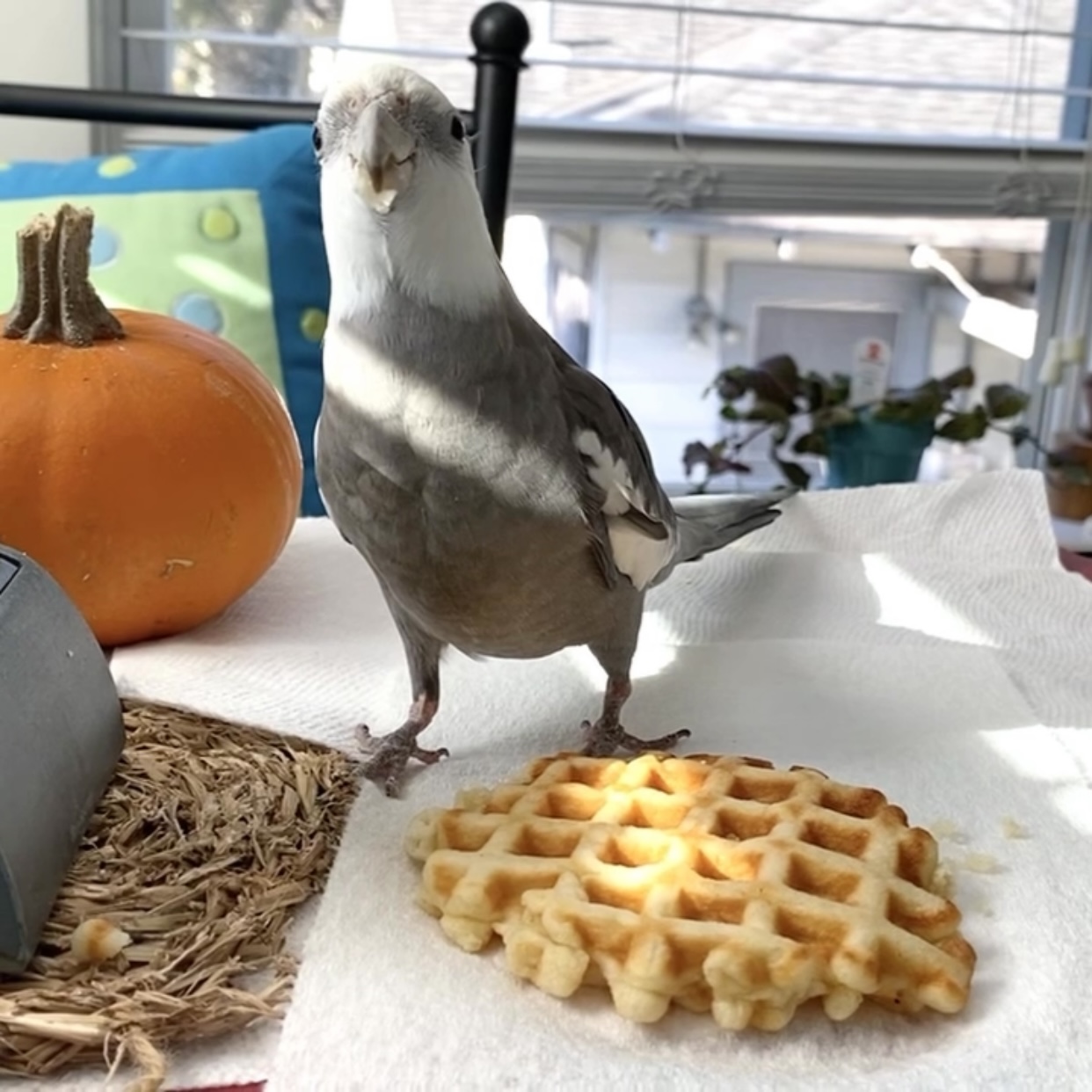 cockatiel eats waffle