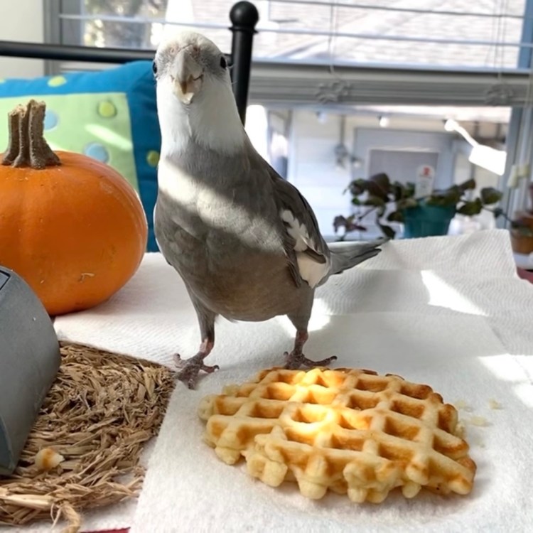 cockatiel eats waffle