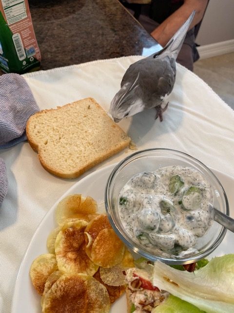 Cockatiel samples bread