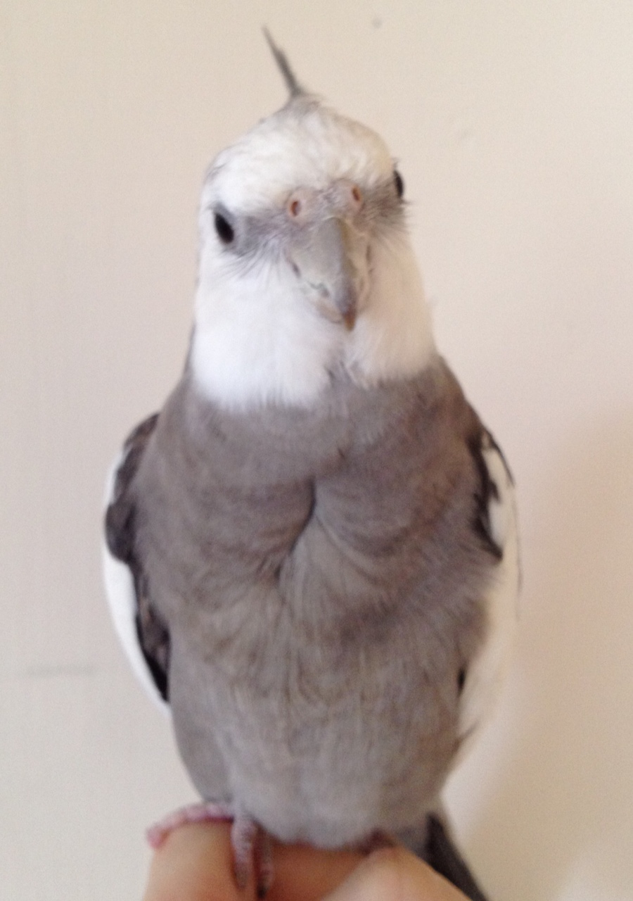 grey and white cockatiel