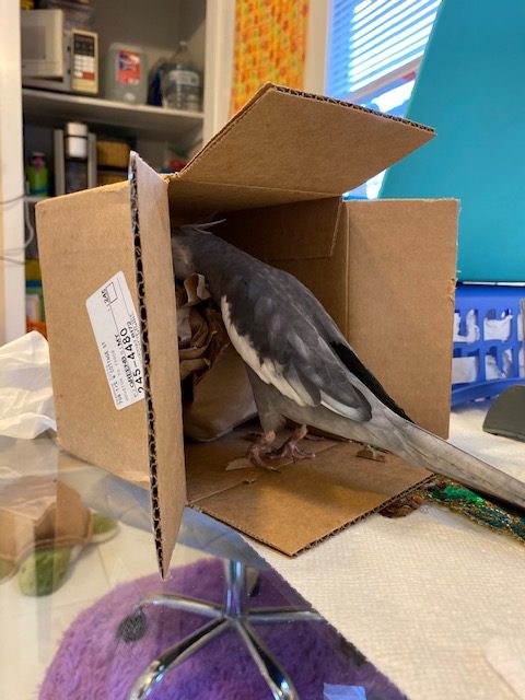 cockatiel brown nesting box