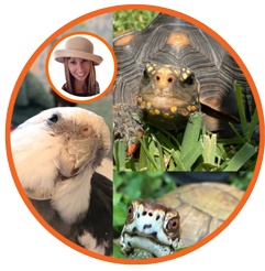 cockatiel, redfoot tortoise, box turtle