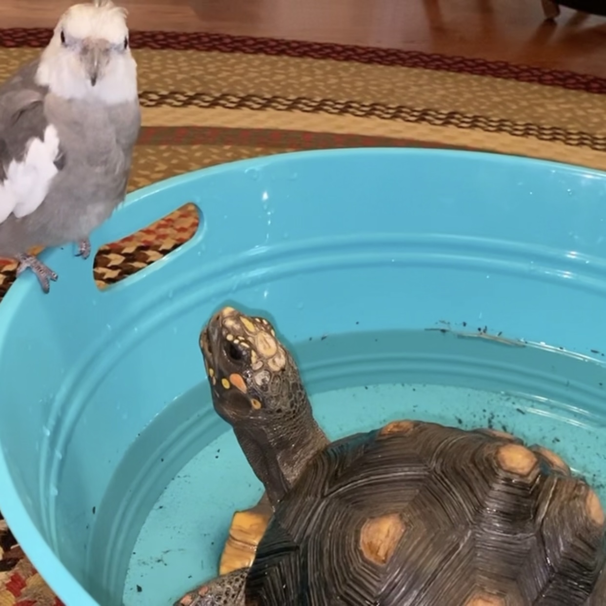 cockatiel with redfoot tortoise