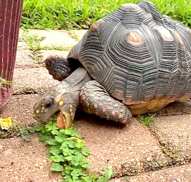 redfoot tortoise eats clover