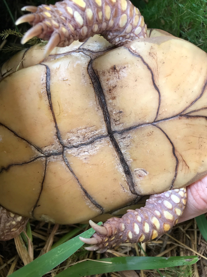 Bruce box turtle shell rot 2