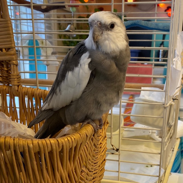 Cockatiel sits on wicker