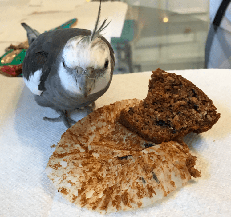 Cockatiel with muffin 1