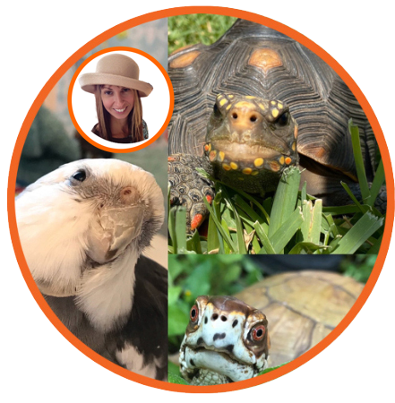 cockatiel tortoise box turtle