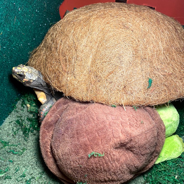 Redfoot tortoise snuggles with tortoise toy