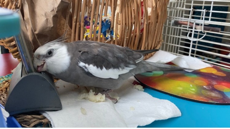 cockatiel stands on potato
