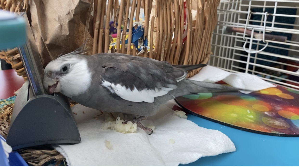 cockatiel stands on potato