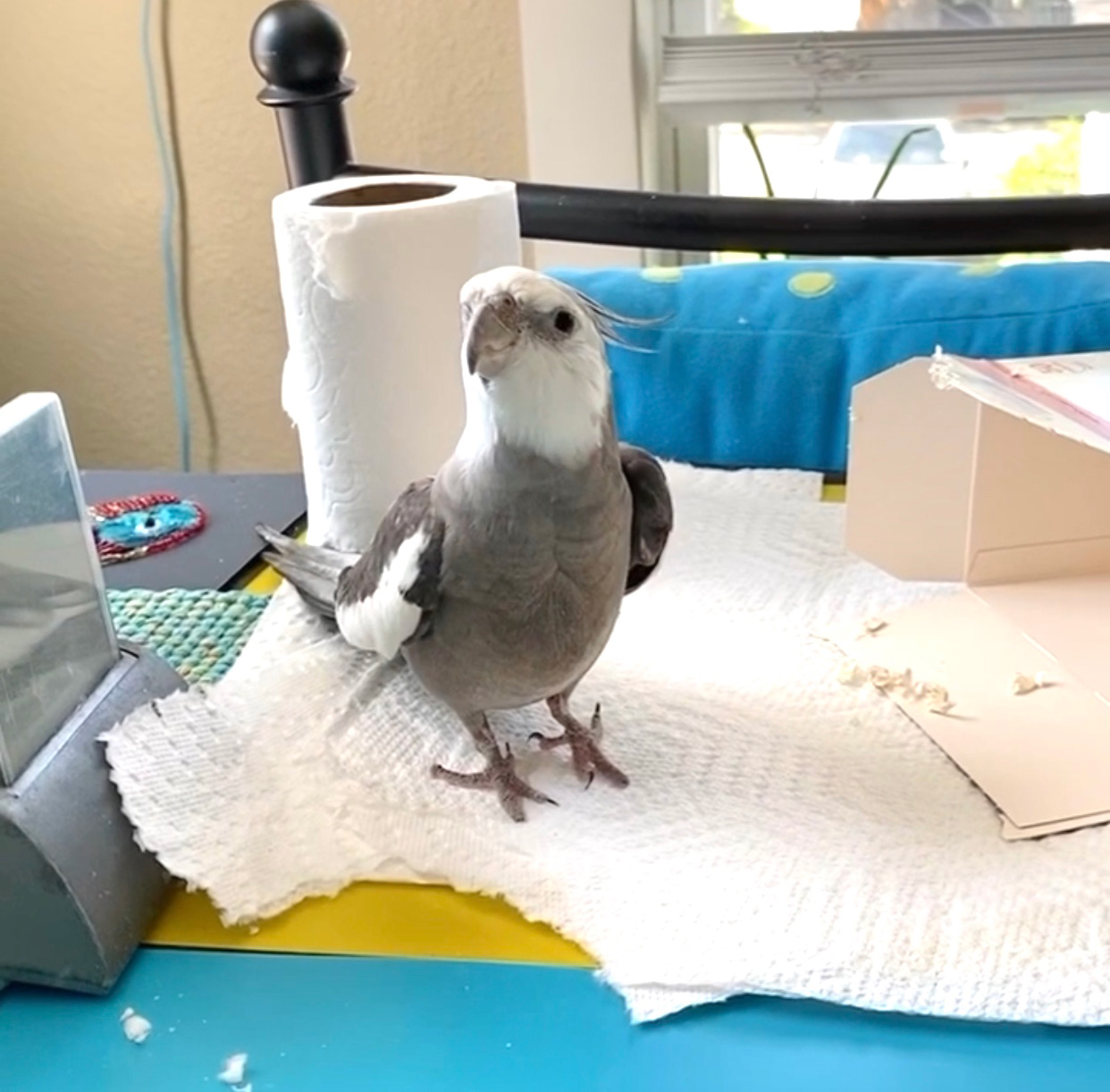 pet cockatiel with box