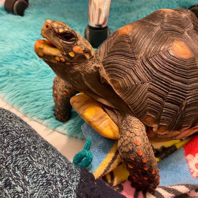 redfoot tortoise swallows blueberry