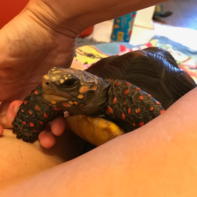 pet redfoot tortoise