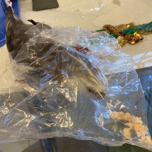 cockatiel with plastic bag