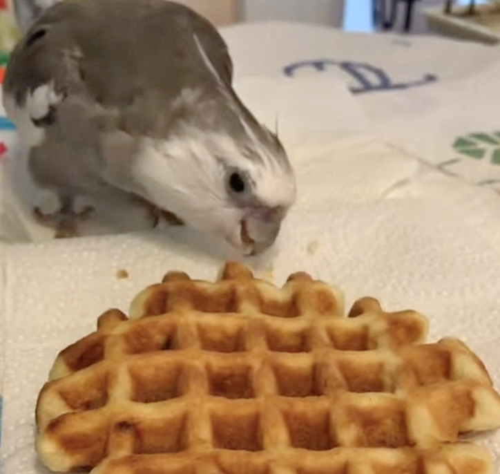 cockatiel eats waffle love and feathers