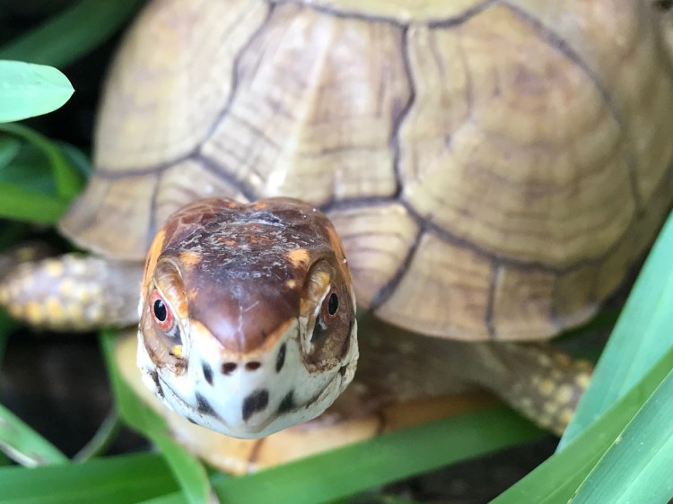 Pet box turtle with dry skin