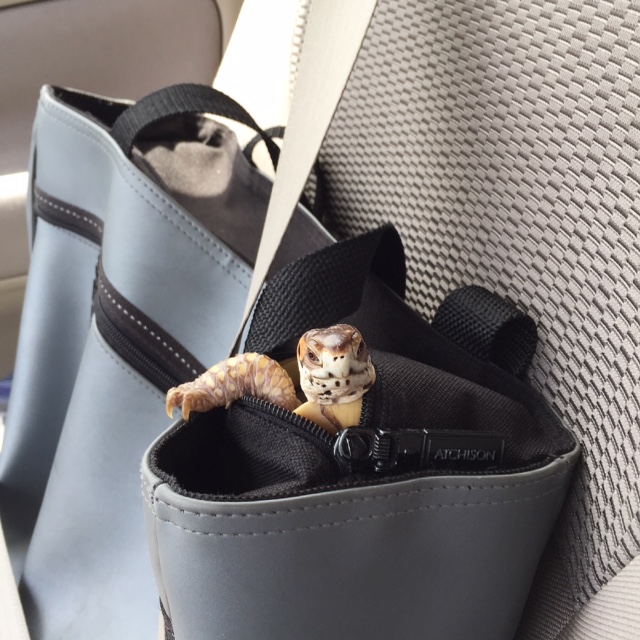 box turtle climbs bag