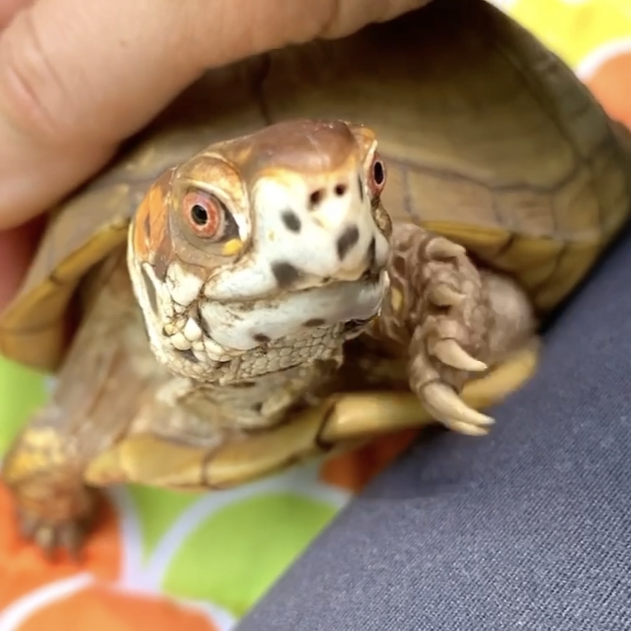 3 toed box turtle claws