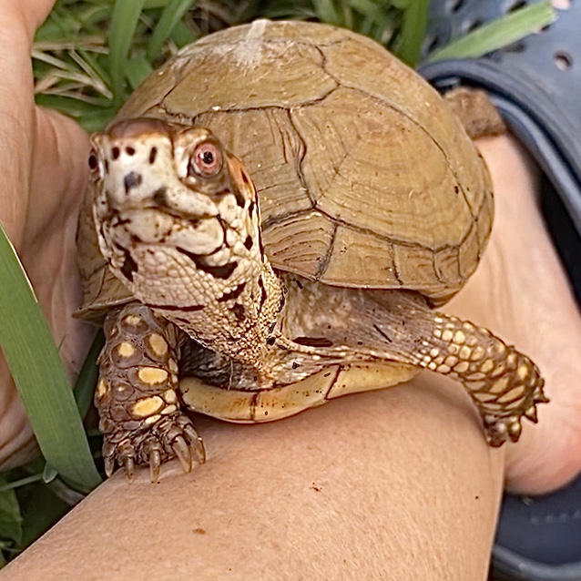 Box turtle front legs toes