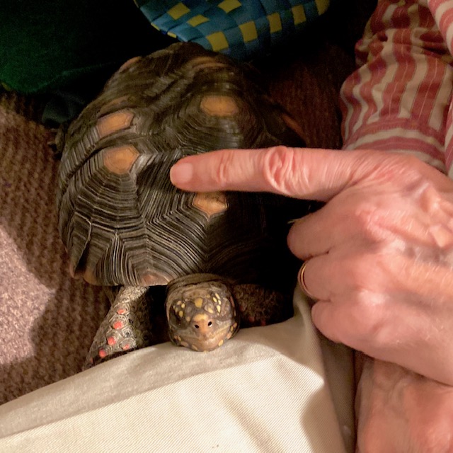 tortoise cuddles with grandpa