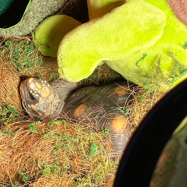 redfoot tortoise napping