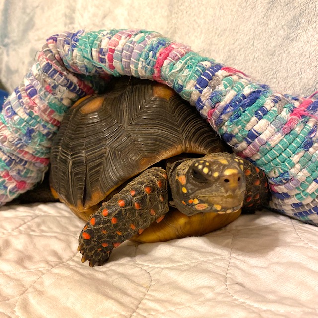 Redfoot tortoise under blanket