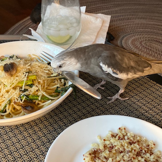 Cockatiel eats pasta from plate