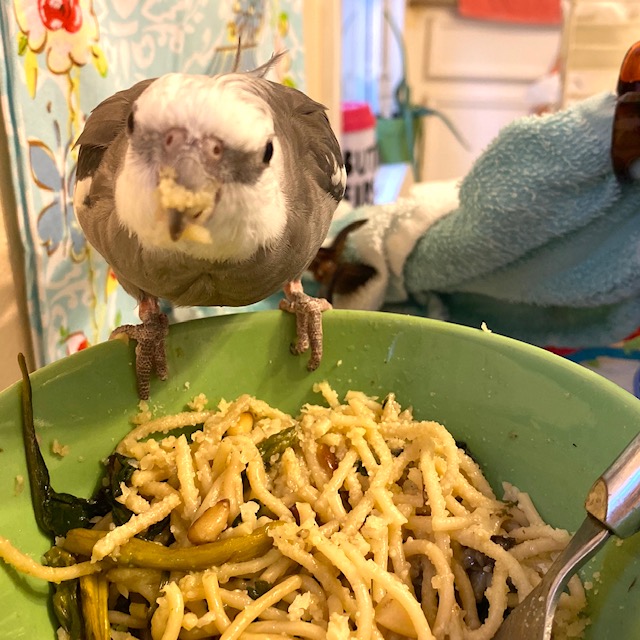 Cockatiel has pasta on beak