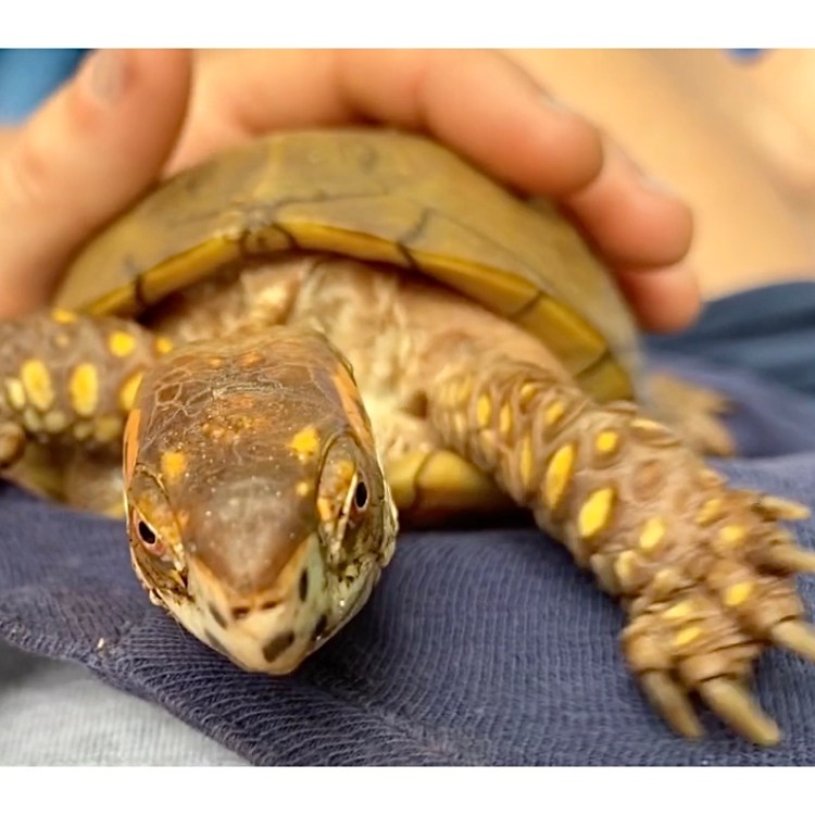 box turtle climbs rescue mama