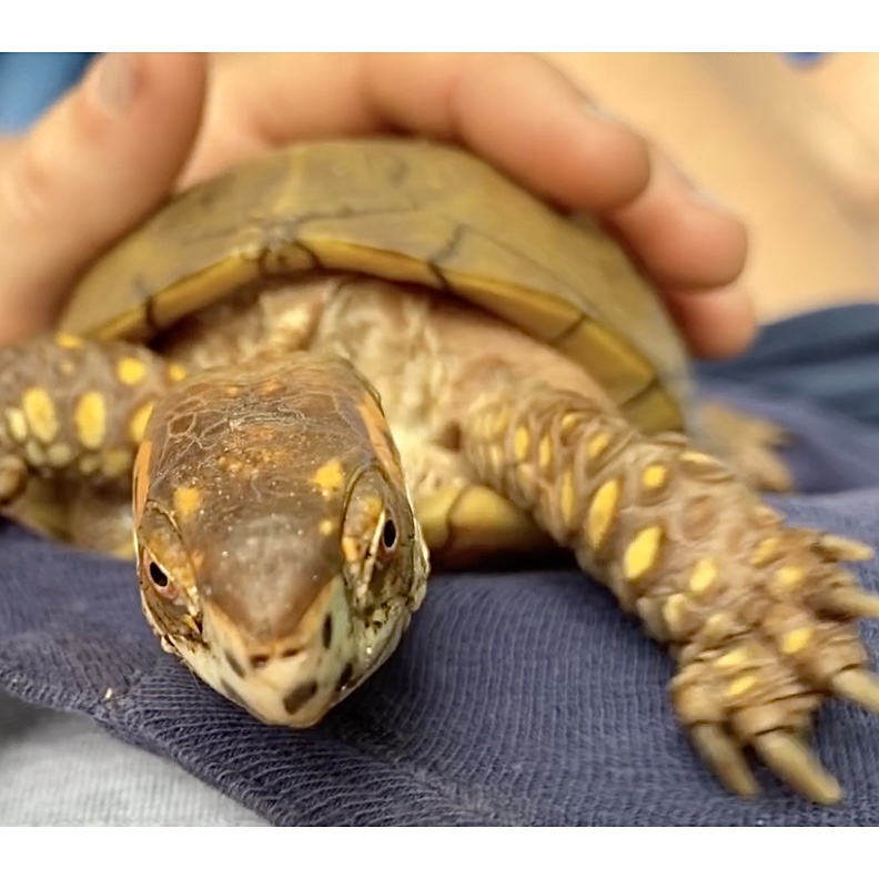 box turtle climbs rescue mama
